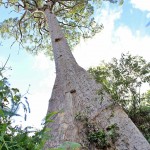 BORNDEO FATHER AND TREE (1)