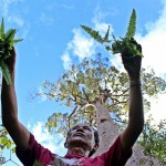 BORNDEO FATHER AND TREE (2)